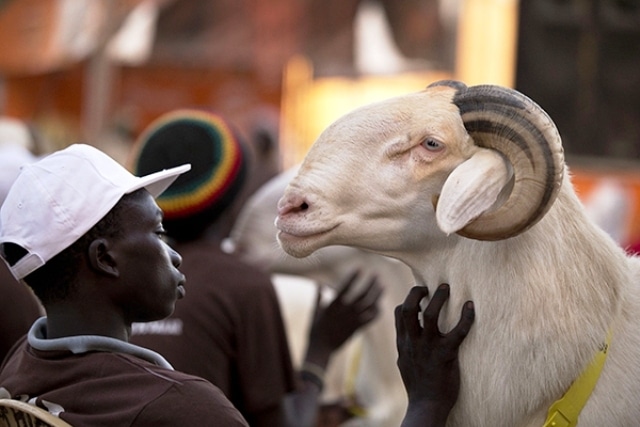 Foire Ivoire Tabaski
